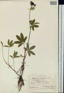 Comarum palustre L., Eastern Europe, Central forest region (E5) (Russia)