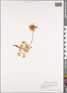 Arctanthemum arcticum (L.) Tzvelev, Siberia, Russian Far East (S6) (Russia)