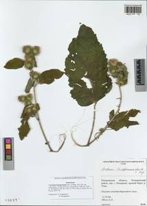 Arctium leiospermum Juz. & Ye. V. Serg., Siberia, Altai & Sayany Mountains (S2) (Russia)