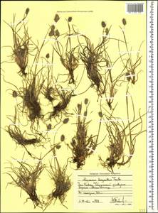 Alopecurus dasyanthus Trautv., Caucasus, Stavropol Krai, Karachay-Cherkessia & Kabardino-Balkaria (K1b) (Russia)