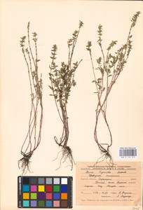 MHA 0 156 555, Clinopodium acinos (L.) Kuntze, Eastern Europe, Central forest-and-steppe region (E6) (Russia)