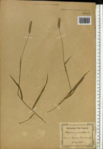 Alopecurus geniculatus L., Eastern Europe, South Ukrainian region (E12) (Ukraine)