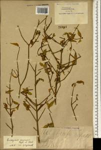 Euonymus semenovii Regel & Herder, South Asia, South Asia (Asia outside ex-Soviet states and Mongolia) (ASIA) (China)