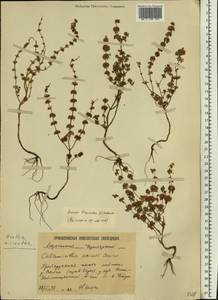 Mentha micrantha (Fisch. ex Benth.) Haw. ex Schult. & Schult.f., Eastern Europe, Lower Volga region (E9) (Russia)