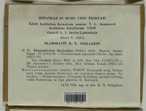 Dilutineuron fasciculare (Schrad. ex Hedw.) Bedn.-Ochyra, Sawicki, Ochyra, Szczecińska & Plášek, Bryophytes, Bryophytes - Karelia, Leningrad & Murmansk Oblasts (B4) (Russia)