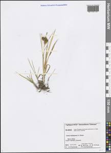 Carex mollissima Christ ex Scheutz, Siberia, Central Siberia (S3) (Russia)