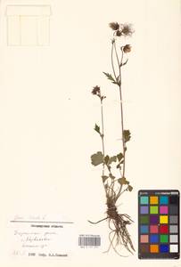 Geum rivale L., Eastern Europe, North Ukrainian region (E11) (Ukraine)