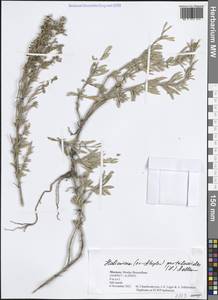 Halimione portulacoides (L.) Aellen, Africa (AFR) (Morocco)