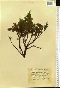 Juniperus communis var. saxatilis Pall., Eastern Europe, West Ukrainian region (E13) (Ukraine)