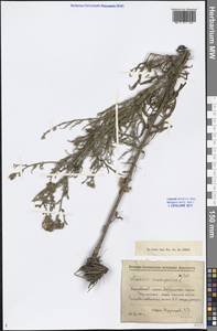 Jacobaea erucifolia subsp. erucifolia, Siberia, Western Siberia (S1) (Russia)