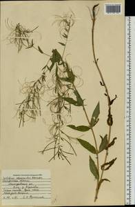 Epilobium ciliatum subsp. ciliatum, Eastern Europe, Central forest region (E5) (Russia)