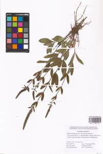 MHA 0 008 304, Veronica spicata L., Eastern Europe, Lower Volga region (E9) (Russia)