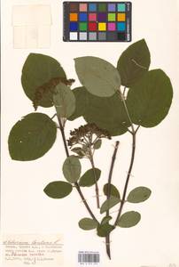 Viburnum lantana L., Eastern Europe, Moscow region (E4a) (Russia)