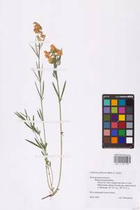 Lathyrus pallescens (M.Bieb.) K.Koch, Eastern Europe, Central forest-and-steppe region (E6) (Russia)