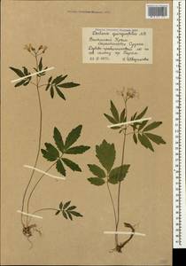 Cardamine quinquefolia (M. Bieb.) Schmalh., Crimea (KRYM) (Russia)