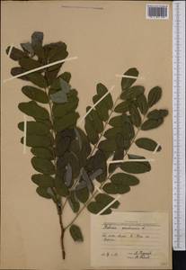 Robinia pseudoacacia L., Middle Asia, Pamir & Pamiro-Alai (M2) (Kyrgyzstan)