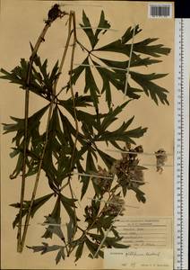 Aconitum kusnezoffii Rchb., Siberia, Russian Far East (S6) (Russia)