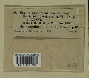 Bryum atrovirens Brid., Bryophytes, Bryophytes - Western Europe (BEu) (Germany)