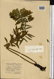 Euphorbia semivillosa (Prokh.) Krylov, Eastern Europe, Central forest-and-steppe region (E6) (Russia)