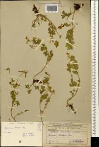 Lotus corniculatus subsp. corniculatus, Caucasus, Armenia (K5) (Armenia)