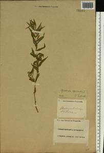 Gratiola officinalis L., Eastern Europe, Lower Volga region (E9) (Russia)