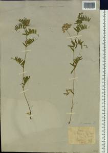 Vicia cracca L., Eastern Europe, Northern region (E1) (Russia)