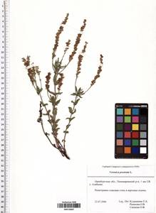 Veronica prostrata L., Eastern Europe, Eastern region (E10) (Russia)