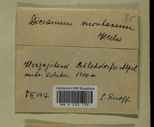 Orthodicranum montanum (Hedw.) Loeske, Bryophytes, Bryophytes - Western Europe (BEu) (Germany)