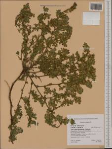 Ononis spinosa subsp. procurrens (Wallr.)Briq., Western Europe (EUR) (United Kingdom)