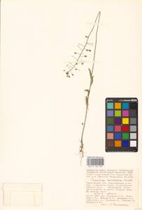Camelina microcarpa Andrz. ex DC., Eastern Europe, Lower Volga region (E9) (Russia)