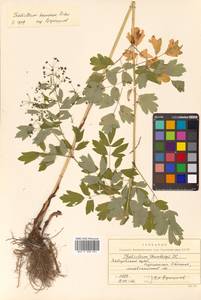 Thalictrum minus subsp. elatum (Jacq.) Stoj. & Stef., Siberia, Russian Far East (S6) (Russia)