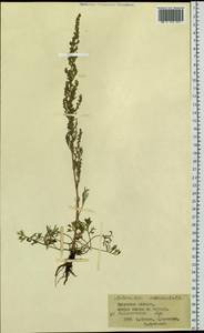 Artemisia pubescens Ledeb., Siberia, Baikal & Transbaikal region (S4) (Russia)