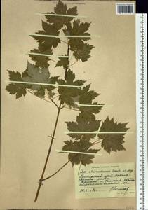 Acer ukurunduense Trautv. & C.A.Mey., Siberia, Russian Far East (S6) (Russia)