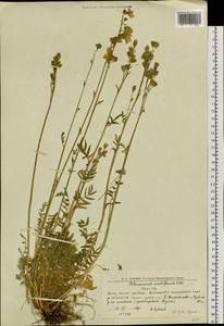 Polemonium villosum Rudolph ex Georgi, Siberia, Western Siberia (S1) (Russia)
