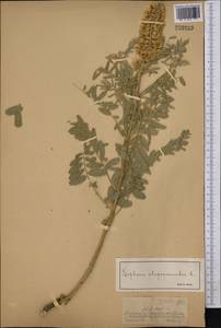 Sophora alopecuroides L., Middle Asia, Dzungarian Alatau & Tarbagatai (M5) (Kazakhstan)