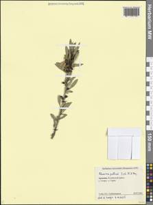 Rhamnus erythroxyloides subsp. erythroxyloides, Caucasus, Armenia (K5) (Armenia)