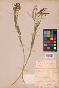 Lathyrus pallescens (M.Bieb.) K.Koch, Eastern Europe, Middle Volga region (E8) (Russia)