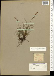 Carex liparocarpos subsp. bordzilowskii (V.I.Krecz.) T.V.Egorova, Caucasus, Dagestan (K2) (Russia)