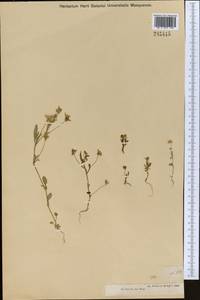 Viola occulta Lehm., Middle Asia, Dzungarian Alatau & Tarbagatai (M5) (Kazakhstan)