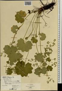 Alchemilla lindbergiana Juz., Eastern Europe, Middle Volga region (E8) (Russia)