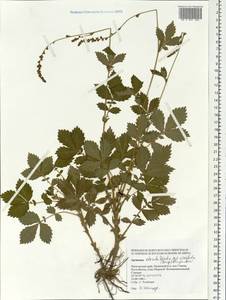 Agrimonia pilosa Ledeb., Siberia, Russian Far East (S6) (Russia)