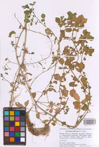 Nasturtium officinale W.T.Aiton, Eastern Europe, Moscow region (E4a) (Russia)