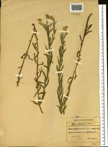 Kalimeris integrifolia Turcz. ex DC., Siberia, Russian Far East (S6) (Russia)
