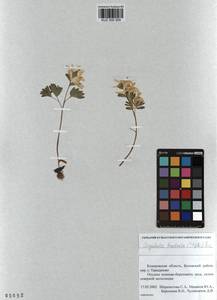 KUZ 000 505, Corydalis bracteata (Steph.) Pers., Siberia, Altai & Sayany Mountains (S2) (Russia)