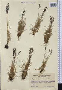Agrostis rupestris All., Western Europe (EUR) (Romania)