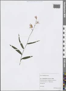 Cephalanthera rubra (L.) Rich., Crimea (KRYM) (Russia)