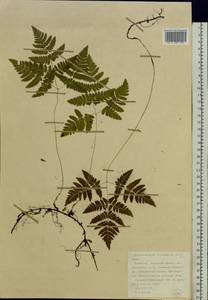 Gymnocarpium dryopteris (L.) Newman, Eastern Europe, Northern region (E1) (Russia)