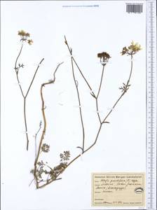 Orlaya grandiflora (L.) Hoffm., Western Europe (EUR) (Italy)