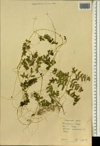 Selaginella, Africa (AFR) (Guinea)