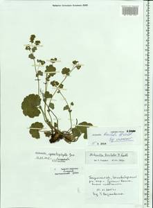 Alchemilla breviloba H. Lindb., Eastern Europe, Middle Volga region (E8) (Russia)